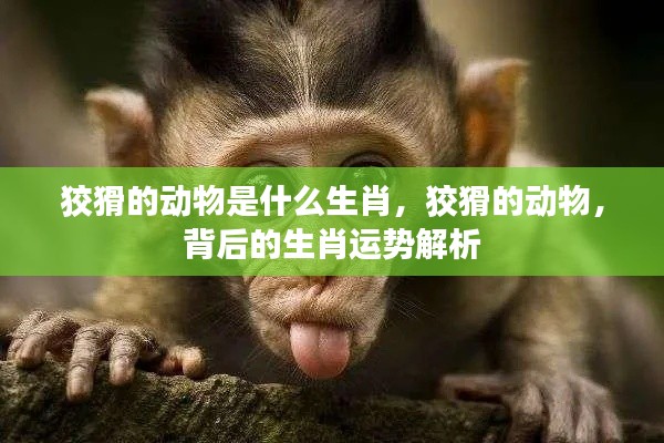 狡猾动物背后的生肖运势解析,揭秘生肖秘密