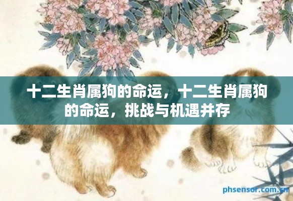 十二生肖属狗的命运,挑战与机遇并存的人生旅程