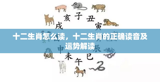 十二生肖读音指南与运势深度解读