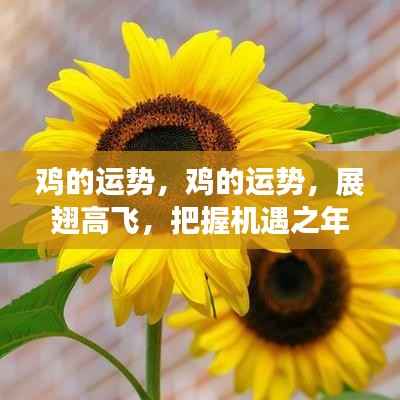 鸡的运势展望,展翅高飞,把握机遇之年