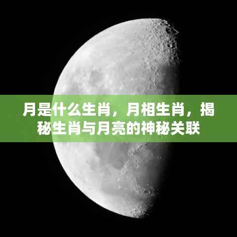 月亮与生肖的神秘联系,揭秘生肖与月相的关系