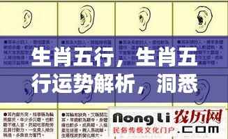 生肖五行运势解析,洞悉未来,把握人生机遇的关键