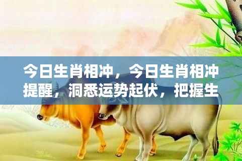 今日生肖相冲详解,洞悉运势,掌握生活节奏提醒