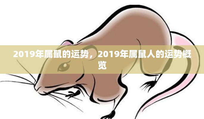 2019年属鼠人的运势概览,全方位解析事业、财运、感情与健康