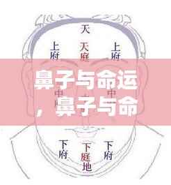 面相揭秘,鼻子与命运之间的微妙联系探讨