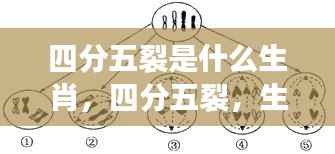 四分五裂背后的生肖微妙变化解析