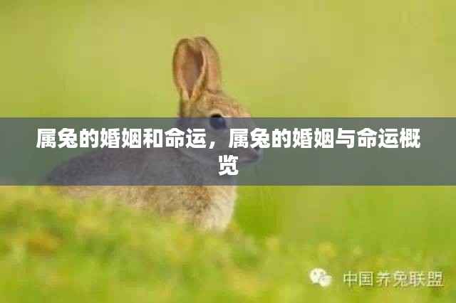 属兔的婚姻和命运详解,婚姻与命运概览