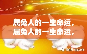 属兔人的一生命运,繁荣与机遇并存,命运波折与机遇并存的道路探索