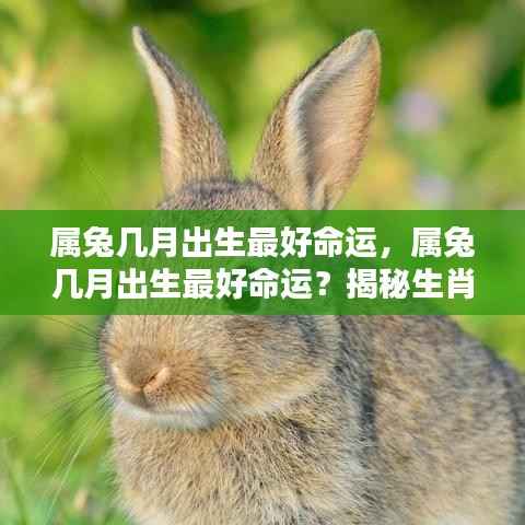 揭秘属兔最佳命运出生月份,生肖兔命运走势分析