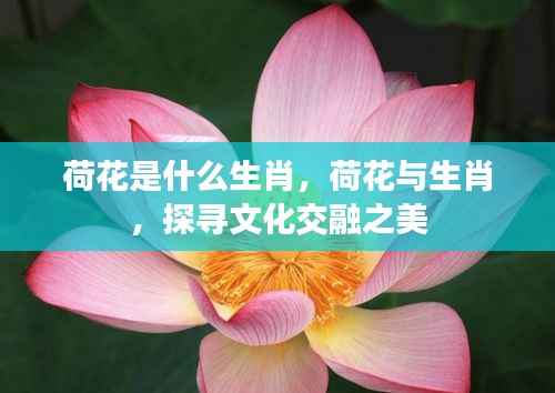 荷花与生肖,文化交融之美的探寻