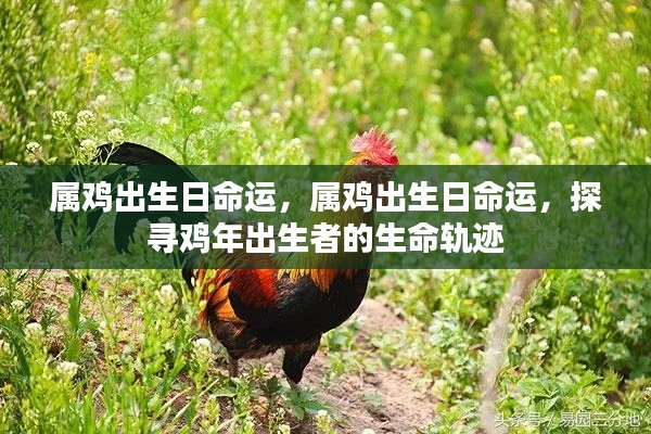 鸡年出生者的命运轨迹探索，出生日命运解析