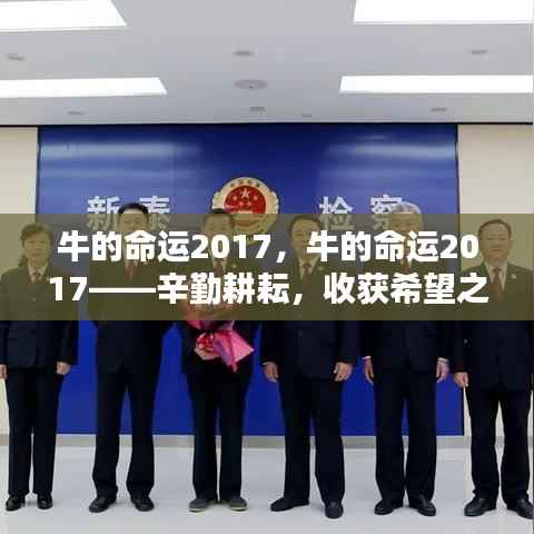牛的命运2017——辛勤耕耘,展望希望之星