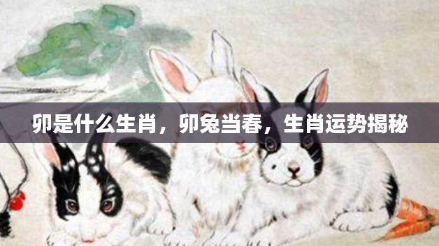 卯兔当春,生肖运势深度解析