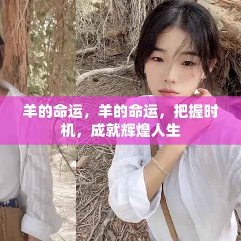 羊的命运,把握时机,迈向辉煌人生之路