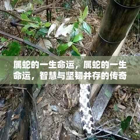 属蛇人的命运传奇,智慧与坚韧并存的一生之路