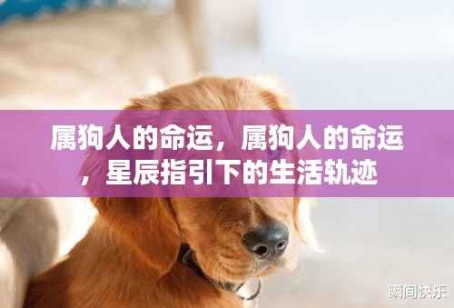 属狗人的命运探索,星辰指引下的生活轨迹