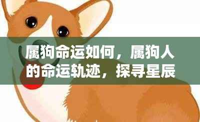 属狗人的命运探索,星辰之力揭示未来走向