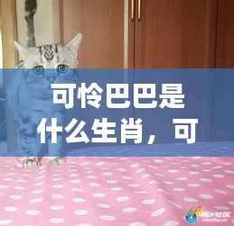 可怜巴巴的生肖情感波折解读,探寻十二生肖中的情感波折与运势