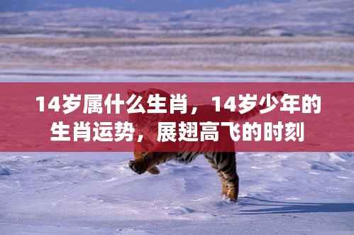 14岁少年的生肖运势展望,展翅高飞的时刻