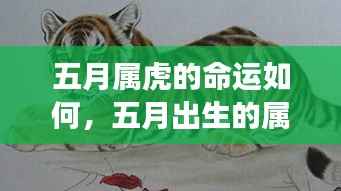 五月出生的属虎人命运深度解析,星座运势与命运探讨