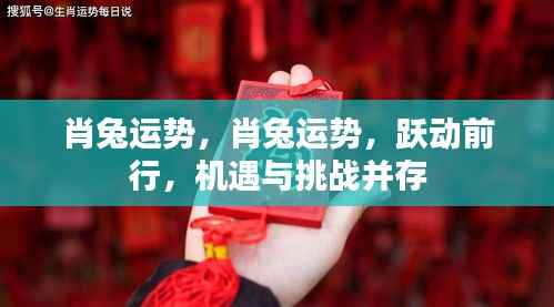 肖兔运势揭秘,跃动前行,机遇与挑战并存的道路