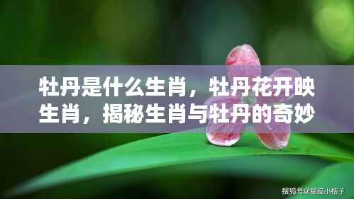 揭秘生肖与牡丹的奇妙缘分,牡丹花开映生肖之秘