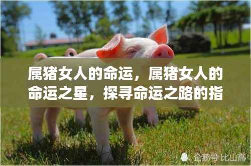 属猪女人的命运探索,指引之星的奥秘与命运之路的探寻