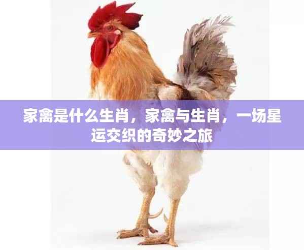 家禽与生肖,星运交织的奇妙探索之旅