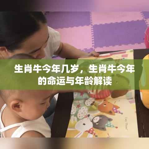 生肖牛今年命运与年龄解读,揭秘生肖牛的年龄与运势表现