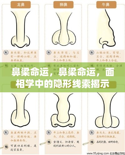 面相学揭秘,鼻梁命运中的隐形线索揭示未来走向