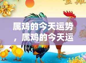 属鸡人士今日运势运势详解