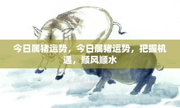 今日属猪运势详解,把握机遇,顺风顺水的美好时刻