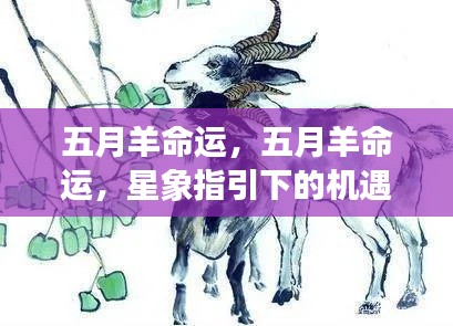 五月羊命运,星象指引下的机遇与挑战揭秘