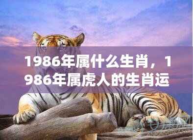1986年属虎人的命运转折与生肖运势解析,洞悉机遇,把握人生关键之年