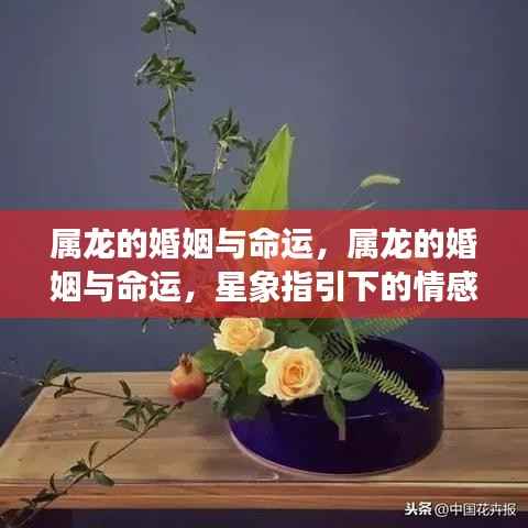 属龙婚姻与命运,星象指引下的情感人生旅程