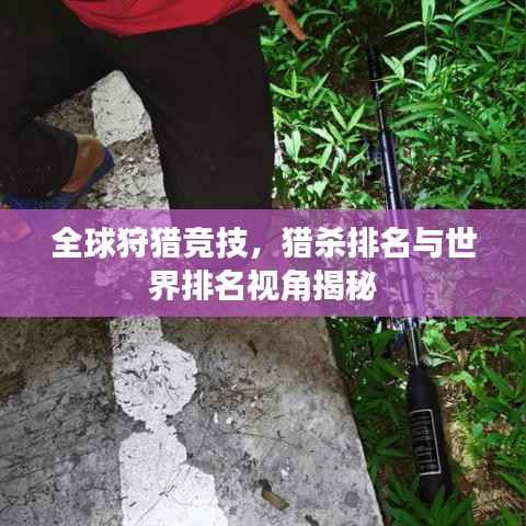 全球狩猎竞技,猎杀排名与世界排名视角揭秘