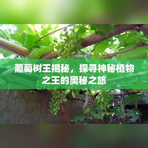 葡萄树王揭秘,探寻神秘植物之王的奥秘之旅