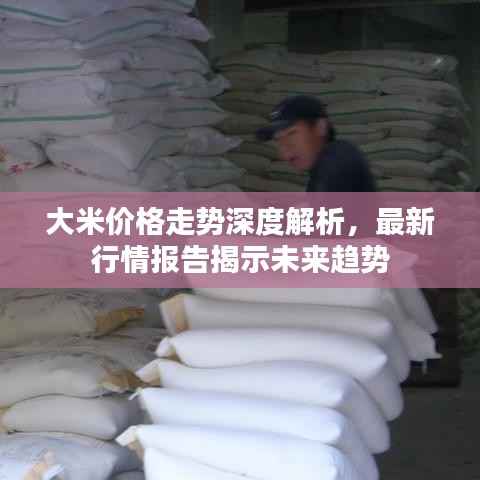 大米价格走势深度解析,最新行情报告揭示未来趋势