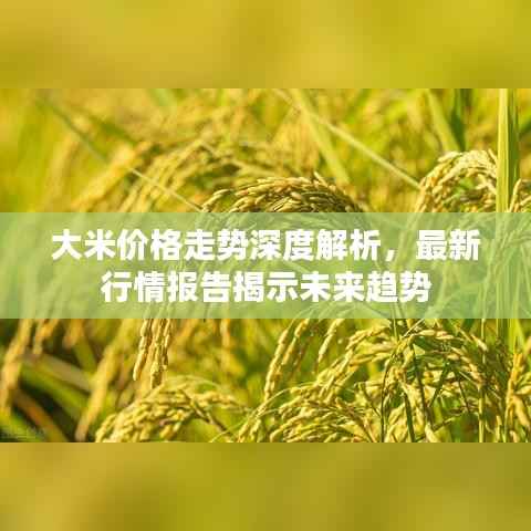 大米价格走势深度解析,最新行情报告揭示未来趋势