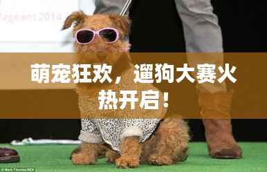萌宠狂欢,遛狗大赛火热开启!