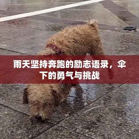 雨天坚持奔跑的励志语录,伞下的勇气与挑战