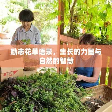 励志花草语录,生长的力量与自然的智慧