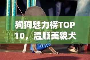 狗狗魅力榜TOP10,温顺美貌犬种盘点