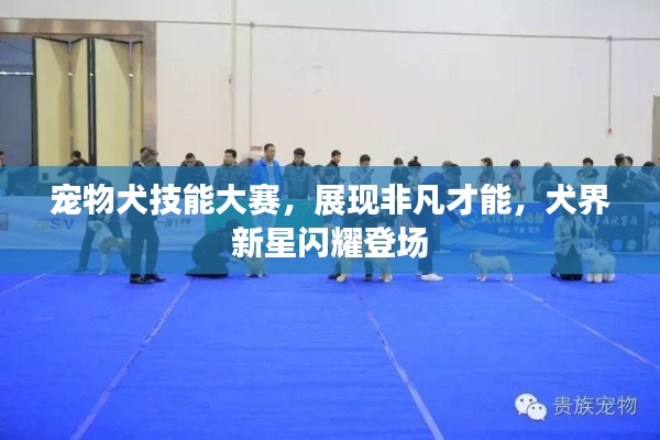 宠物犬技能大赛,展现非凡才能,犬界新星闪耀登场