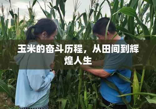 玉米的奋斗历程,从田间到辉煌人生