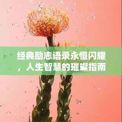经典励志语录永恒闪耀,人生智慧的璀璨指南