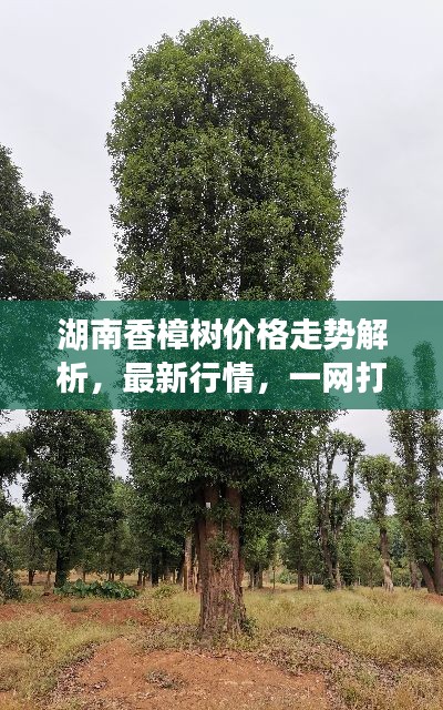 湖南香樟树价格走势解析,最新行情,一网打尽!