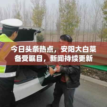 今日头条热点,安阳大白菜备受瞩目,新闻持续更新